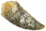 Serrated Raptor Tooth - Real Dinosaur Tooth #358023-1